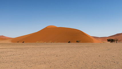 Fototapeta na wymiar Dune 45 in Namib Naukluft Desert with a blue sky, Sesriem, Sossusvlei, Namibia, Southern Africa 
