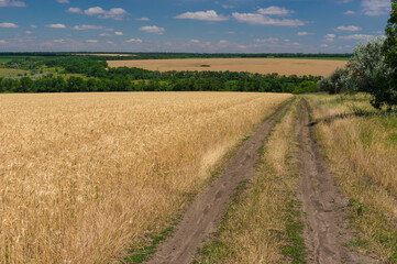 Fototapeta na wymiar June landscape with earth road beside ripe wheat field near Dnipro city in central Ukraine