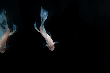 Fototapeta premium BETTA SPLENDERS PLACKAT REFLECTED IN MIRROR MODE