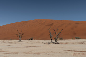 Dead Camelthorn Trees with red dunes and blue sky in Deadvlei, Sossusvlei, Namib-Naukluft National Park, Namibia, Africa

