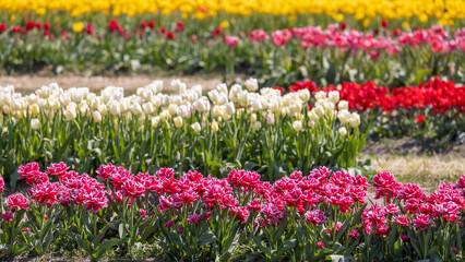 Row of colorful tulip flower beds in Holland Michigan during spring time, Selective focus.