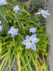 spring crocus flowers