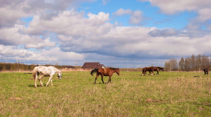 Naklejka na ściany i meble Horses graze in the meadow