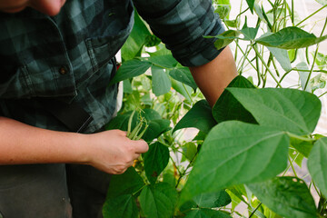 Farmer Harvesting Food