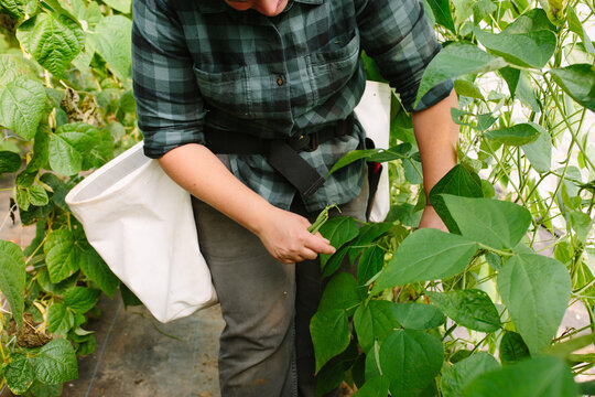 Farmer with Harvest Bag