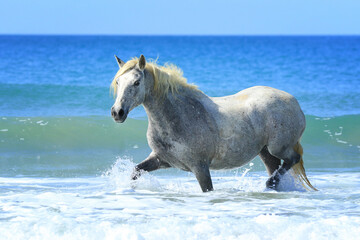 Spanisches Pferd im Meer - Schritt