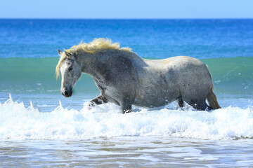 Spanisches Pferd im Meer