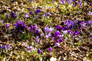 Krokus im Sonnenschein