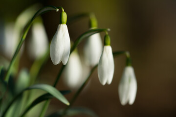 Closeup of snowdrops blossom