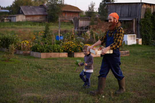 Dad and son harvest organic tomatoes