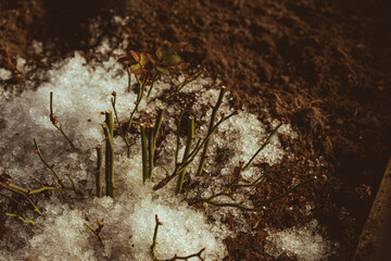 Fototapeta premium cropped rose plant in soil covered with snow