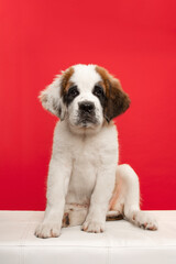 Saint Bernard puppy dog sitting on a white bench on a red background looking at the camera