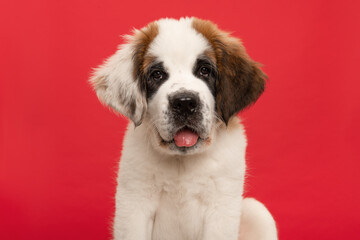 Saint Bernard puppy dog portrait looking at the camera, on a red background with its tongue sticking out