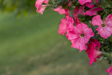 Fragment of the park with landscape design. Blooming pink petunia in a pot in the foreground.