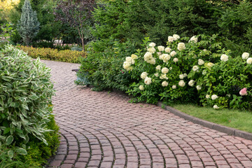 Paved alley of the park with flowering hydrangea bushes. Landscaping.