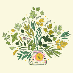 Bouquet of Herbs and spicies in the bottle on pastel background. Bundle of spicies and herbs. Set of botanical elements. Herbs and spicies vector illustration - 493302153