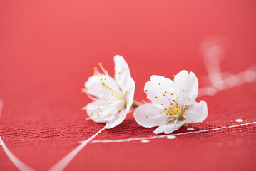 赤の背景と桜の花