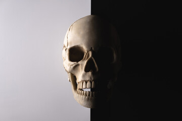 Artificial human skull on a black and white background