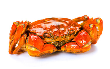 Red hairy crab on white background