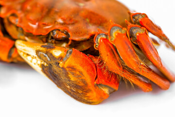Close-up of tongs of seafood hairy crab