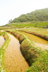 世界農業遺産 石川県輪島 白米千枚田 棚田 田植え風景
Globally Important Agricultural Heritage Wajima, Ishikawa Prefecture Shiroyone Senmaida Rice Terraces Rice Planting Scenery