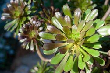 Aeonium arboreum, the tree aeonium, tree houseleek, or Irish rose, is a succulent, subtropical subshrub in the flowering plant family Crassulaceae .