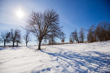 Sunlight Shining Through Winter Snowy Forest Landscape. Shadows On Snow Ground. Beautiful Winters Day. Winter wonderland.	
