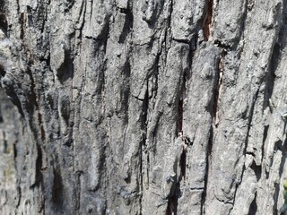 Old wooden bark tree background texture 