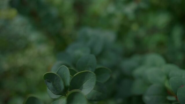 Close-up as the camera slides along a green branch of a shrub on a sunny summer day. High quality FullHD footage