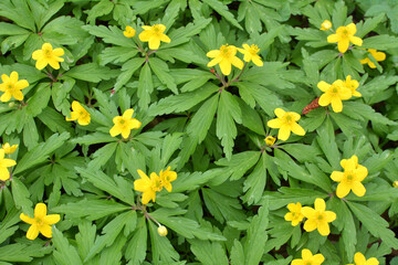 Fototapeta premium Spring in the forest blooms anemone yellow (Anemone ranunculoides).