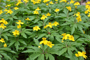 Fototapeta premium Spring in the forest blooms anemone yellow (Anemone ranunculoides).