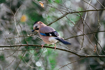 Eurasian jay on tree branch, crow with blue wings 