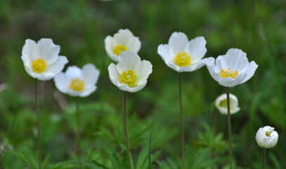 In the wild, Anemone sylvestris blooms in the forest