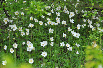 In the wild, Anemone sylvestris blooms in the forest