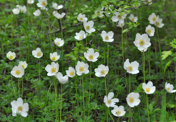 In the wild, Anemone sylvestris blooms in the forest