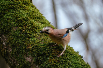 Eurasian jay on tree branch, crow with blue wings 