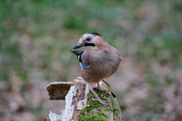 Eurasian jay on tree branch, crow with blue wings 