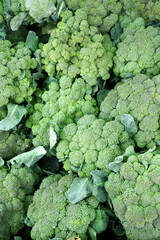 fresh broccoli for texture background. selling vegetables at the local market.