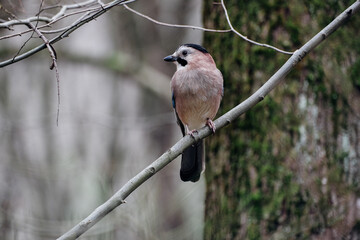 Eurasian jay on tree branch, crow with blue wings 