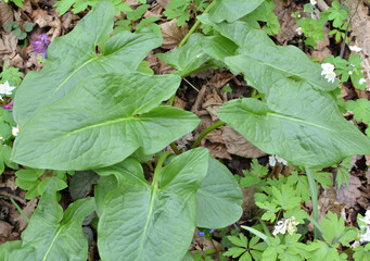 Arum (Arum besserianum) grows in the forest in spring.