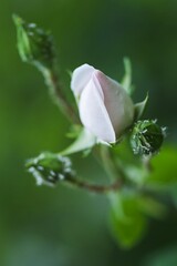 macro photography or detail of roses, in the garden, in the background leaves and light that illuminates the atmosphere, beautiful scent, gift and pleasure for a woman