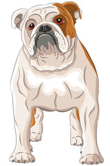 Vector drawing of a large English bulldog with red spots on a white background.
