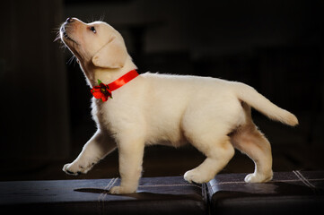 labrador puppy with ribbon