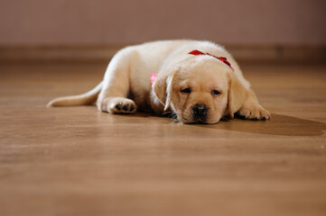 Fototapeta na wymiar labrador puppy with ribbon