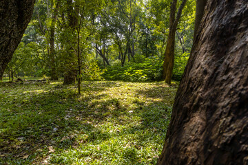 Autumn nature landscape of colorful forest in morning sunlight , through the trees