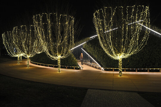 Trees decorated with Christmas lights