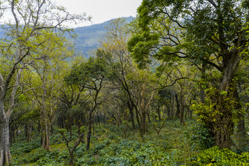 Obraz premium Autumn nature landscape of colorful forest