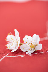 Obraz na płótnie Canvas 赤の背景と桜の花