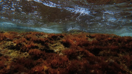 Underwater plants in Mallorca