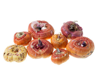 Macro view of gladiolus bulbs isolated on white background.